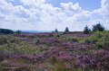 Heather near the Penal Cross